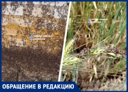 «Идет живой стеной»: гигантские полчища марокканской саранчи напали на села Нефтекумского округа