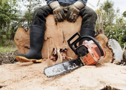 Дровосек-браконьер нарубил дров на 12 миллионов рублей возле санатория на Ставрополье