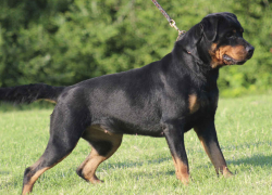 В Ставрополе пёс четыре дня охранял тело своего покойного хозяина