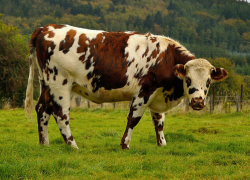 В ДТП на Ставрополье пострадала корова