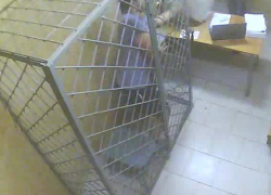 На Ставрополье задержанный набросился на следователя прямо на допросе