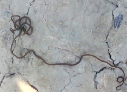 Пугающую тварь поймал в реке Кума рыбак на Ставрополье