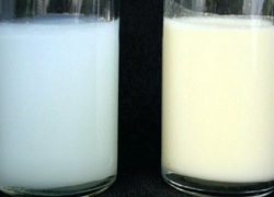 Молочный напиток синеватого цвета официально разрешили называть «молоком»