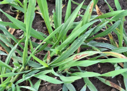 На Ставрополье обнаружили 9,7 тысячи гектаров зараженного озимого ячменя