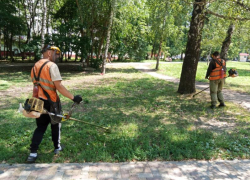 Битву с амброзией начали в мэрии Ставрополя летом 2025 года 