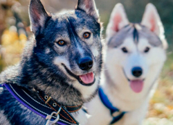 Собачьи упряжки промчались по Мамайскому лесу в Ставрополе
