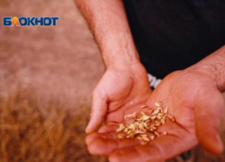 Зараженное зерно с опасными для человека вредителями обнаружили у ставропольского производителя