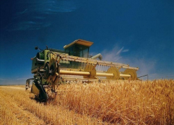 Каждая пятая тонна зерна из собранного в России урожая – ставропольская