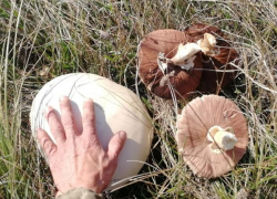 Огромные килограммовые грибы удивили жителей окрестностей Ставрополя 