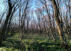 Свыше тысячи деревьев вырубят почти за 8 миллионов под строительство поликлиники в 204 квартале Ставрополя