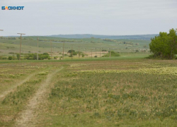 Нашествие саранчи грозит Ставрополью в 2025 году