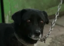 Бездомная собака покусала 14-летнюю девочку на Ставрополье