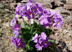 В крае растет только на горе Бештау: редкий цветок исчезает на территории Ставрополья 