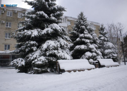 Адреса продаж новогодних елок назвали в Ставрополе