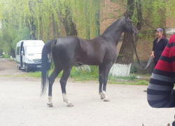 Ставропольские полицейские задержали подозреваемого в краже лошади