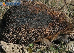 Последствия ставропольских пожаров показали местные жители