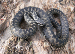 В Ставрополе прохожие заметили ядовитую змею возле ресторана