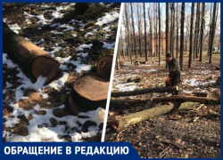 Вырубка деревьев в историко-культурной зоне Ставрополя шокировала жителей