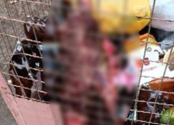 Отрубленную голову и внутренности коровы нашли в мусорном контейнере на Ставрополье 