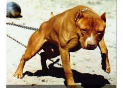 Отец растерзанного питбулями мальчика избил свою жену