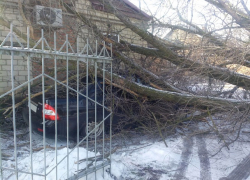 Рухнувшее дерево разбило "всмятку" «Приору» и поцарапало «Ниссан» на Ставрополье
