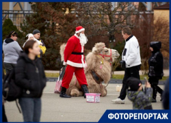 Ставрополь отмечает зимние праздники с Дедом Морозом и верблюдом