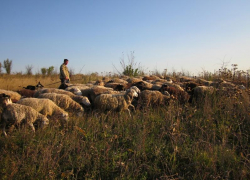 На Ставрополье двое пастухов не поделили пастбище и один зарезал другого 