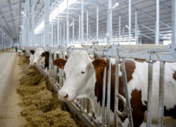 Молочный комплекс за миллиард рублей построят в Ставропольском крае 