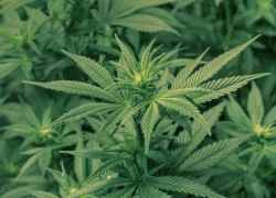 На Ставрополье раскрыли 111 наркотических преступлений за 10 дней