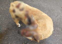 После поджога собаки в Ессентуках возбуждено уголовное дело