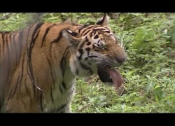 Жителям Ессентуков померещился тигр на улицах города