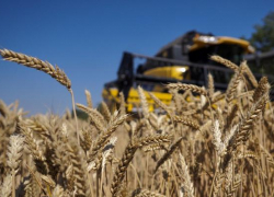 Ставрополье в лидерах среди производителей сельхозпродукции в СКФО 