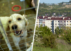 Депутаты Ставрополья решили одним законопроектом помочь бездомным животным и застройщикам многоэтажек