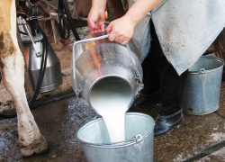 Некачественное молоко производят по старинке на Ставрополье
