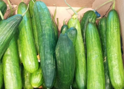 В Ставропольском крае огурец стал овощем премиум-класса