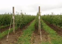 Власти Ставрополья направят 80 млн рублей на развитие суперинтенсивных садов 