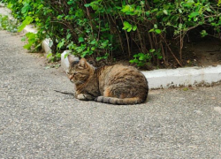 Грозы, пыльные бури и +28 градусов предрекли ставропольцам в среду