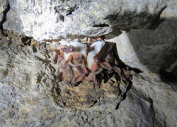 «Рукокрылые крайне уязвимы»: летучие мыши Ставрополья под особой охраной