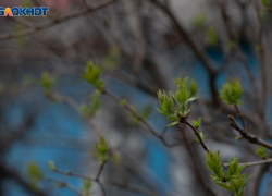 С перепадов температур от +13 до +34 стартует новая неделя на Ставрополье 