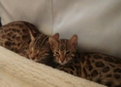 «Элитная киска»: котенка за 70 тысяч рублей продают в Ставрополе 
