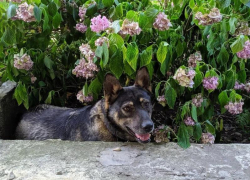 Не на глазах у детей: правила отлова и транспортировки безнадзорных животных утвердили на Ставрополье