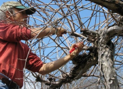 Мужчина упал на торчащий в огороде металлический прут и погиб на Ставрополье 