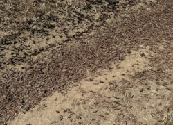 На химикаты против саранчи выделили почти 7,5 миллиона рублей в минсельхозе Ставрополья 