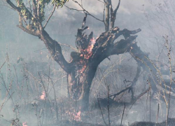 Пожар на Ставрополье едва не уничтожил Арзгирский лес