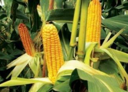 В Александровском районе мужчина обокрал кукурузное поле