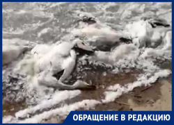 «Просто пипец, что мы творим»: сотни вмерзших в лед трупов диких уток и журавлей показал житель Ставрополья 