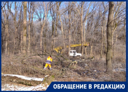 Порядка 100 молодых деревьев пустили под бензопилу в Невинномысске