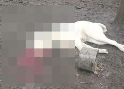 Житель Изобильного зверски убил собаку и поделился снимками в соцсетях