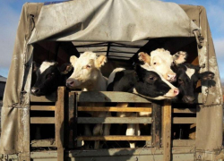 Почти 160 голов скота нелегально везли в РСО из Ставропольского края