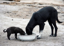 Дерзкий грабитель жестоко отравил сторожевых собак ради кражи ядовитых химикатов на Ставрополье